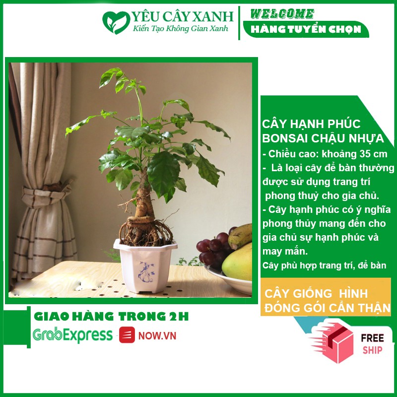 Cây Hạnh Phúc bonsai để bàn kèm chậu gốm.