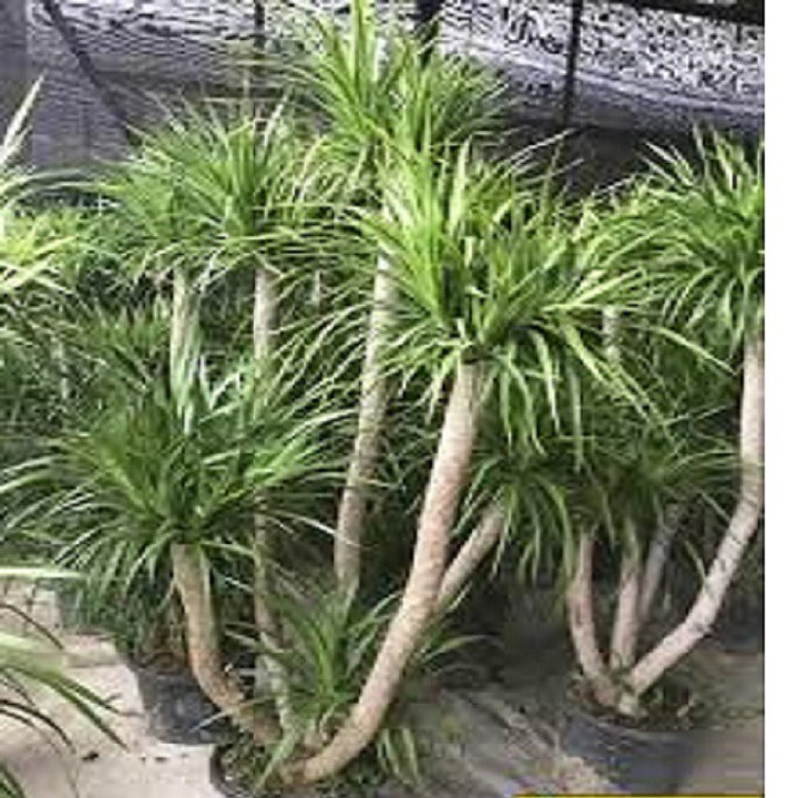 CÂY PHÁT TÀI NÚI - CÂY PHONG THỦY MANG LẠI THỊNH VƯỢNG, TÀI LỘC, CÔNG DANH , KHÔNG GIAN ĐẸP CHO GIA CHỦ