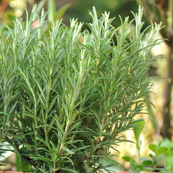 Cây Hương Thảo (Rosemary) cỡ to - cây gia vị với hương thơm dịu nhẹ, có khả năng làm giảm đau đầu, xả stress, làm đẹp