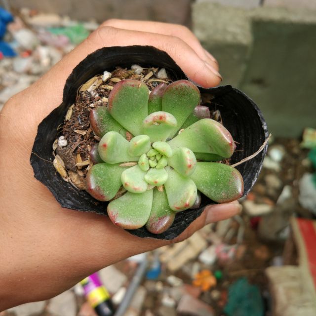 Sen đá giống mới runy đỏ