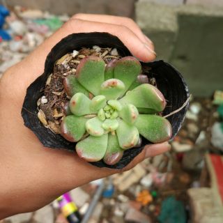 Sen đá giống mới runy đỏ
