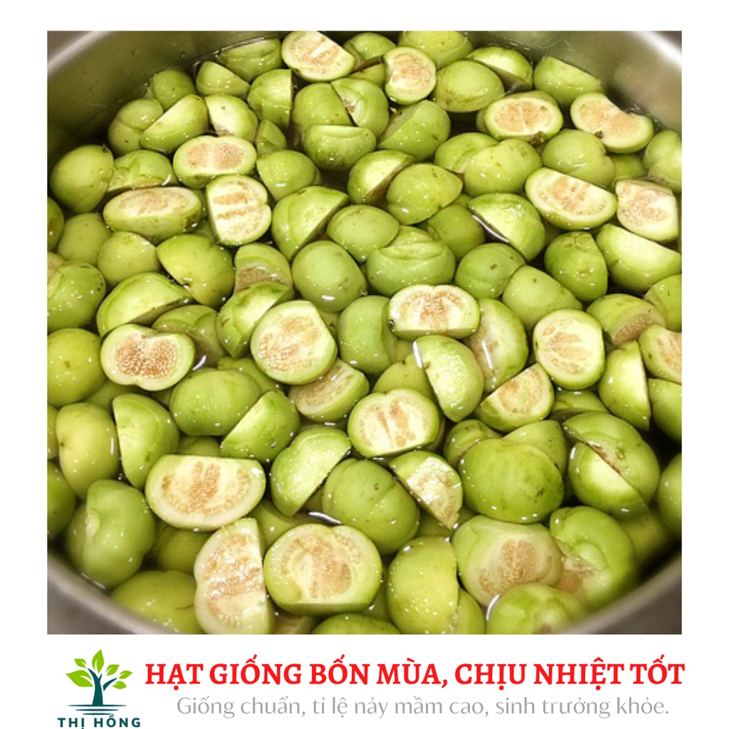 Hạt giống cà pháo xanh 2g (quả to, màu xanh, ăn rất giòn)