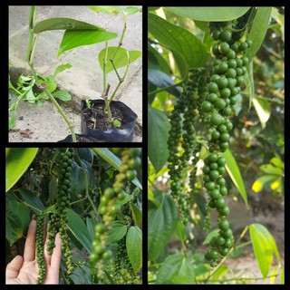 [NHẬP MÃ NUTR2882 GIẢM 10K] 2 Chậu Giống Tiêu Srilanka Trồng Chậu Nhanh cho Trái