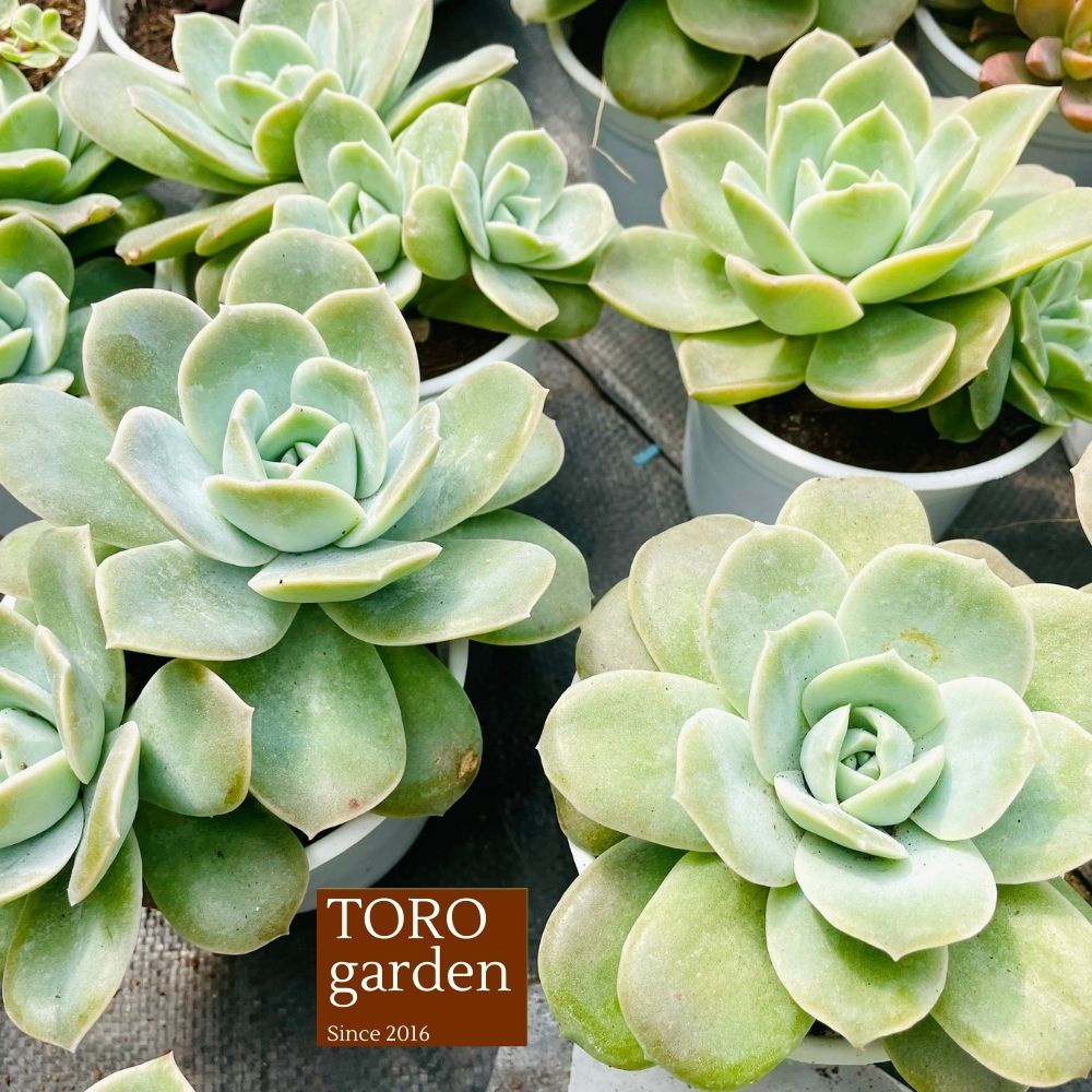 Sen đá hồng hà lan lá lớn Đà Lạt size trung bình cây cảnh trang trí nhà cửa Toro garden