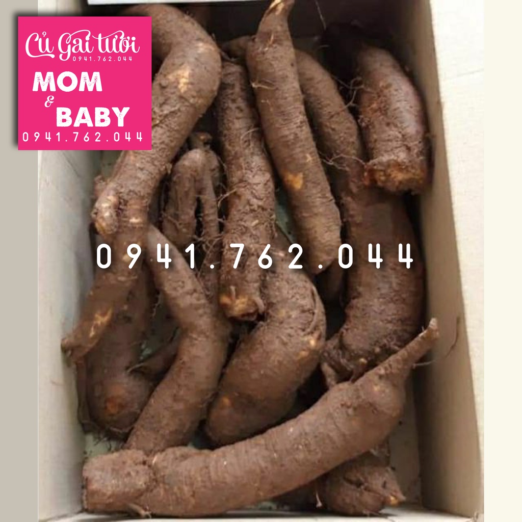 Củ gai tươi (1kg)