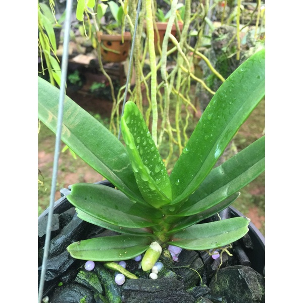 Lan đai châu buôn đôn lá mít rụt rịt giá 99k một chậu