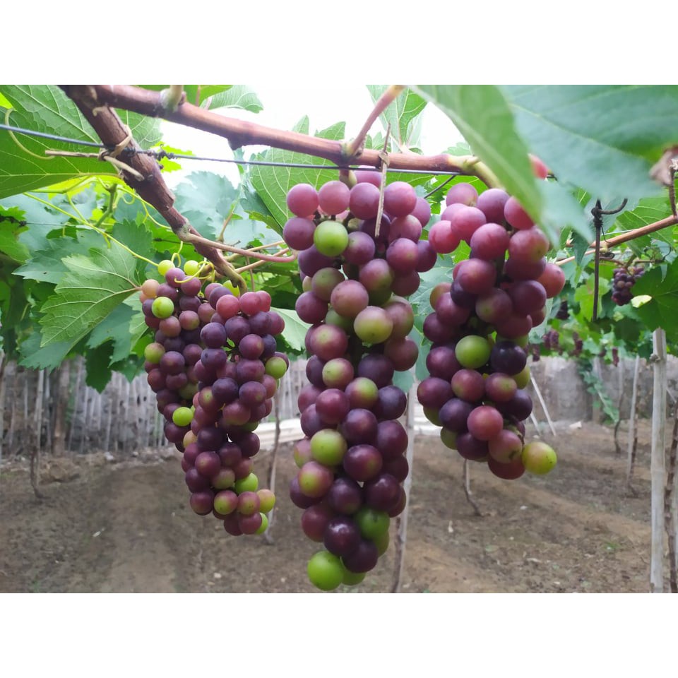 Cây nho giống Hạ Đen không hạt thân dây trồng chậu thùng xốp leo giàn NG06