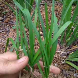 10 cây hẹ làm giống cả củ