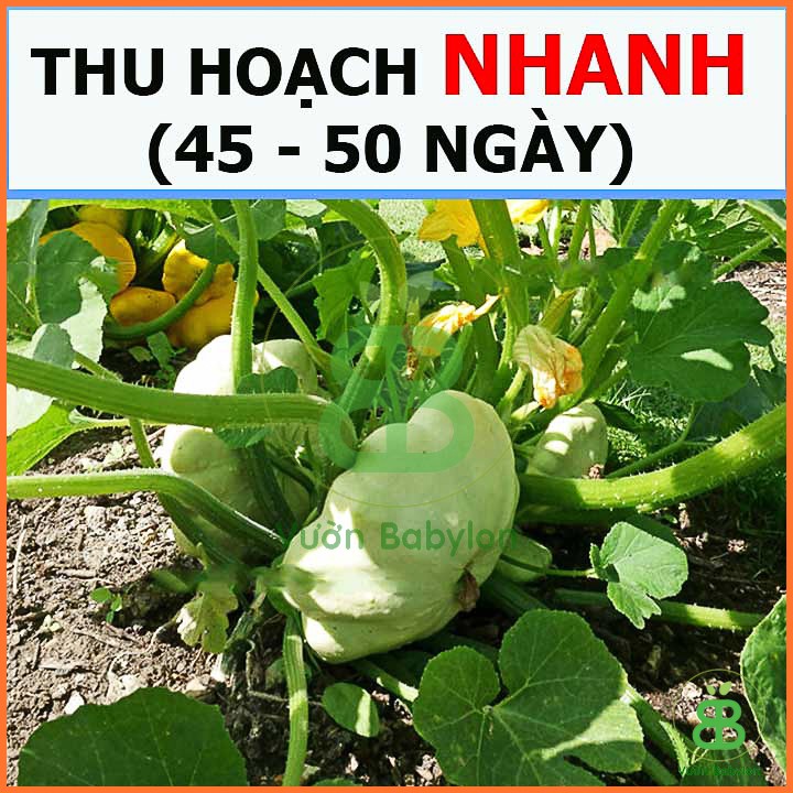 Hạt Giống Bí Đĩa Bay Trắng Dễ Trồng 1G