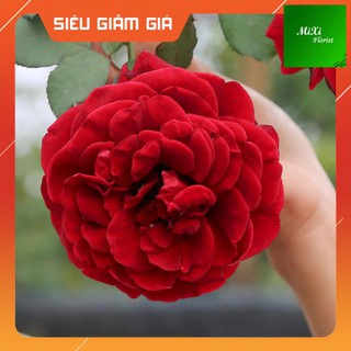 [Ảnh Thật] Cây Hoa Hồng Cổ Hải Phòng, Cây Hoa Hồng Leo,cây ra hoa quanh năm Cây Hoa Hồng Cổ Hải Phòng