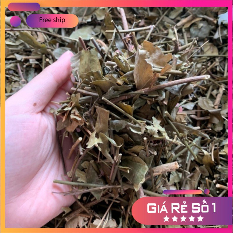 Chè Vằng Sẻ Quảng Trị 1kg thanh lọc cơ thể, giải độc - Dược Liệu Quý