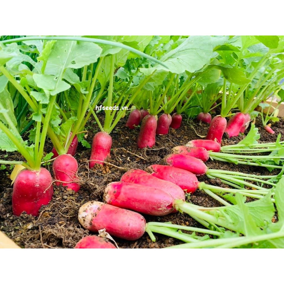 [Hạt giống Mỹ] Hạt giống củ cải đỏ dài Mỹ - tỷ lệ nảy mầm 95%