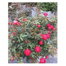 Cây hoa hồng Trứng đỏ đã có hoa cao 40 cm - ảnh thật.