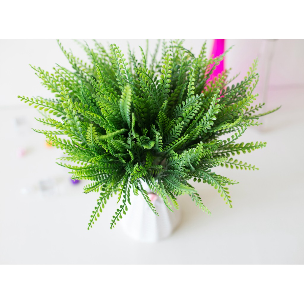 Cây dương xỉ măng sao pvc