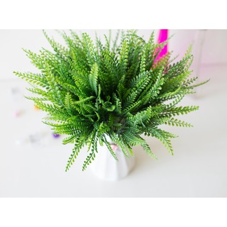 Cây dương xỉ măng sao pvc