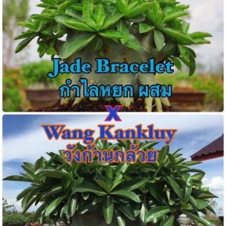 Hạt sứ Thái giống kim tự tháp