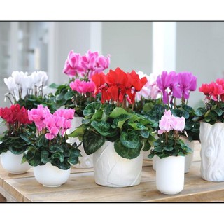 Hạt Giống Hoa Anh Thảo