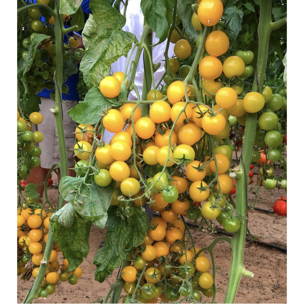 Hạt Giống Cà Chua Bi Vàng siêu quả cao cây dễ trồng gói 30 hạt