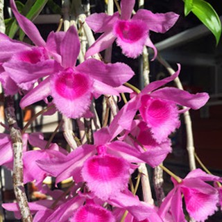 Giả hạc bông hồng đỏ đảm bảo mặt hoa chọn đời cây cao tầm 40cm