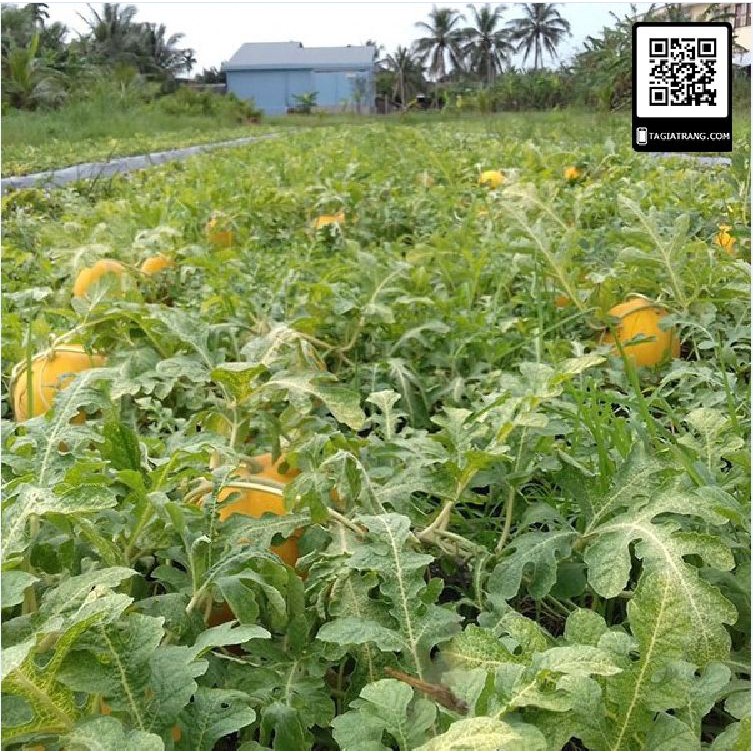 Hạt giống dưa hấu vỏ vàng ruột đỏ  tặng 3 viên nén ươm hạt