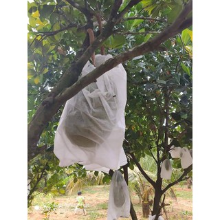 100 túi bọc mít kích thước 45x60