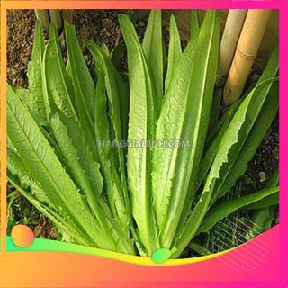 Hạt giống rau diếp thơm - 50 hạt vietgar