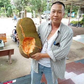 Cây giống mít ruột đỏ (ảnh thật cây giống tại vườn)
