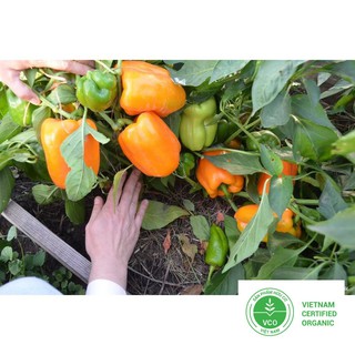 10 Hạt giống Ớt chuông mix (tặng gói Kích nẩy mầm và Hướng dẫn) THUTHUY
