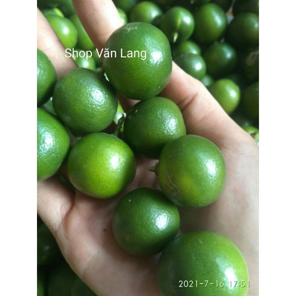 Quất xanh tươi ngon mọng nước túi 500g - ship Hà Nội