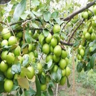 CÂY GIỐNG TÁO NGỌT