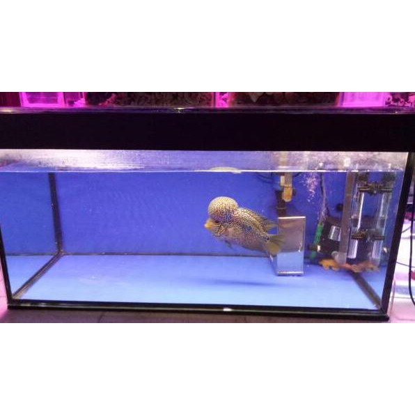 Máy Lọc Nước Bể Cá Bằng Thép Không Gỉ Không Cần Khoan