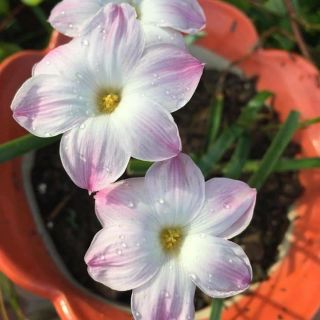 Củ hoa huệ mưa ngoại trắng viền hồng