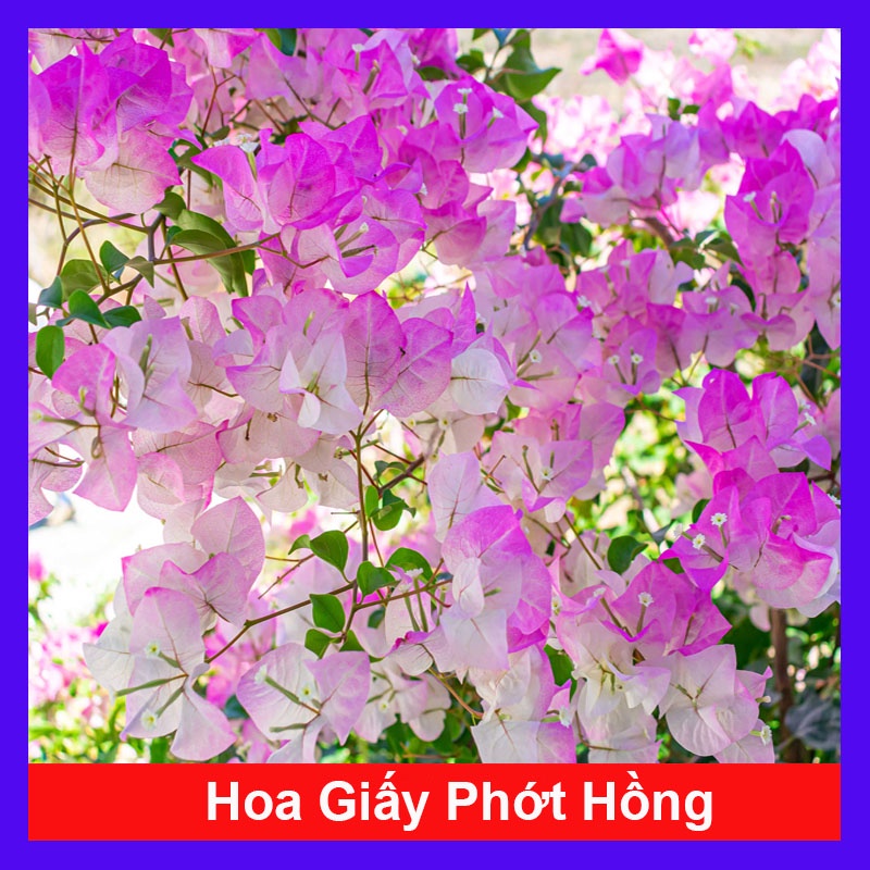 Cây Hoa Giấy Phớt Hồng - cây cảnh để bàn + tặng phân bón cho cây - caykiengsadec