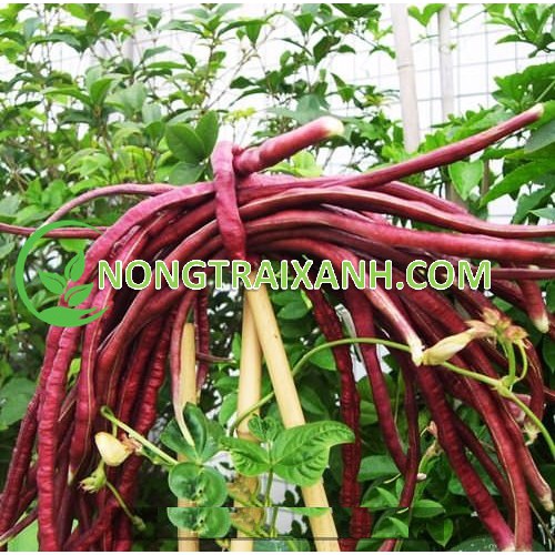 10GR - HẠT GIỐNG ĐẬU ĐŨA LEO ĐỎ