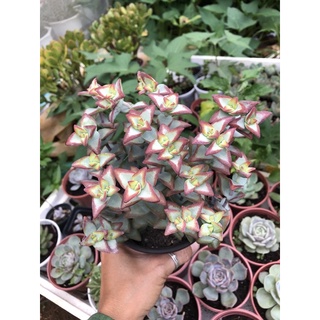 Sen đá Xiên Thịt viền đỏ 17cm