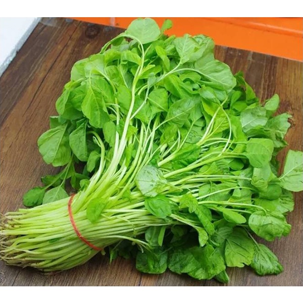 HẠT GIỐNG RAU DỀN CÁC LOẠI