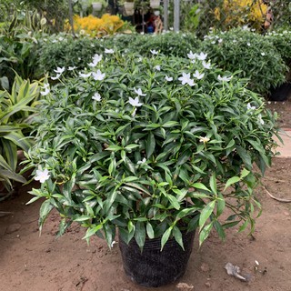 Cây mai vạn phúc cao 40cm, cực xum xuê và sai hoa, cây xanh tươi rất dễ chăm sóc, thích hợp trồng trang trí sân vườn