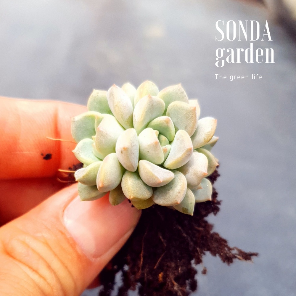 Mầm sen đá diệp hà SONDA GARDEN, xuất xứ Đà Lạt, khoẻ đẹp, lỗi 1 đổi 1