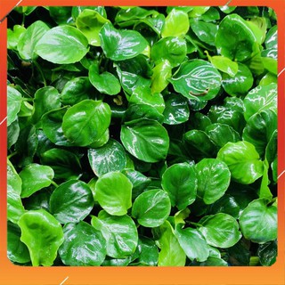 Cây Thủy Sinh Ráy Lá Tròn