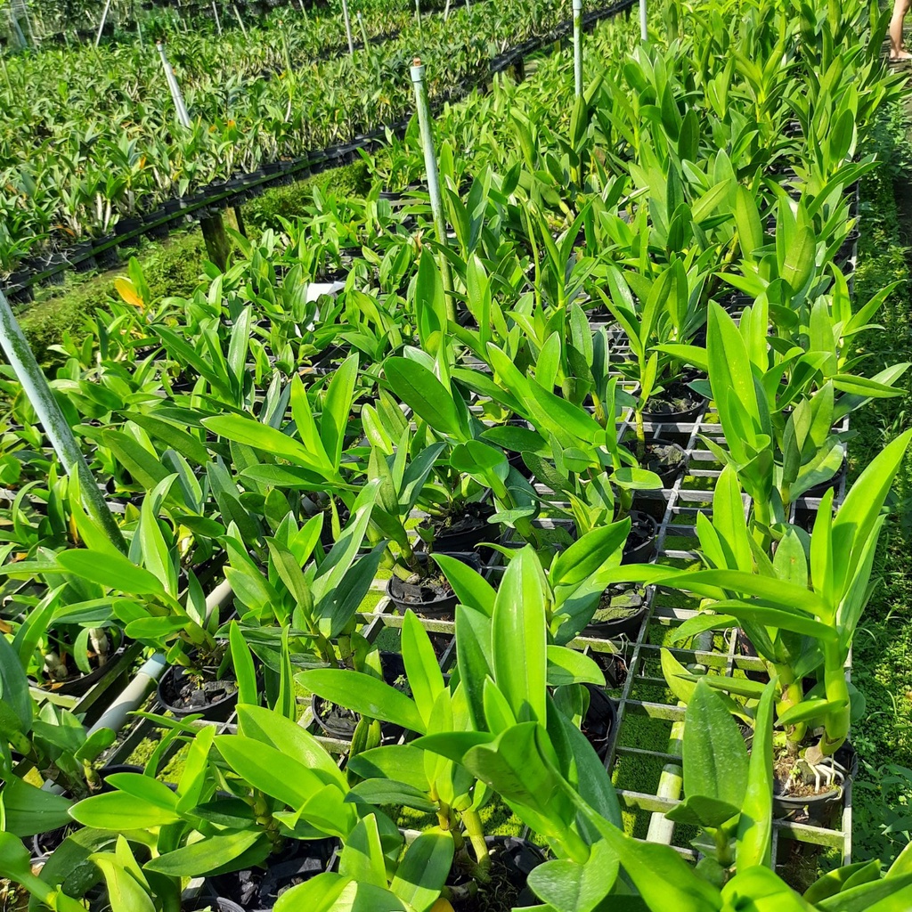 Hoa Lan Denro Nắng Thỏ Cầu Vòng