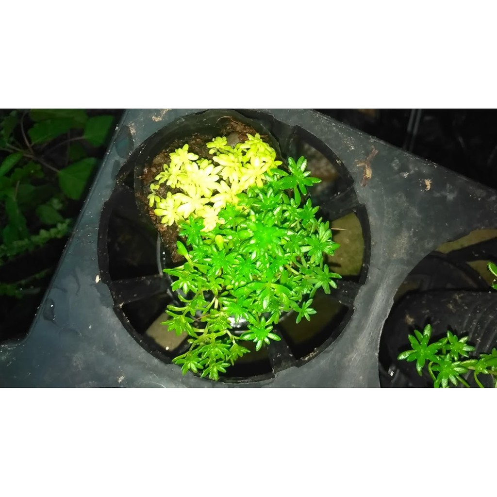 Cây Sedum cỏ vàng mix cỏ trắng dùng trồng viền, trang trí thảm cỏ