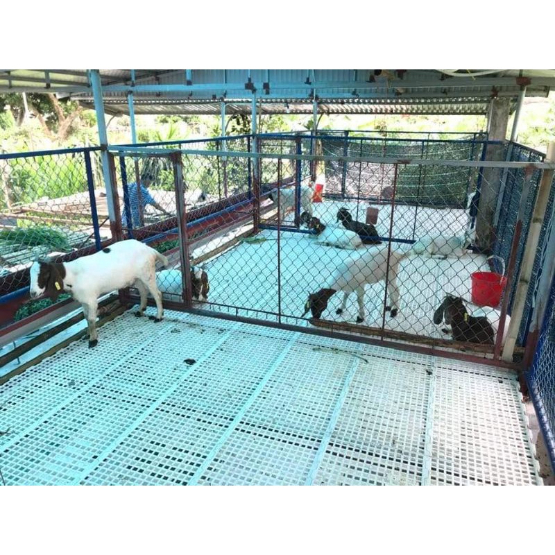 Sàn nuôi dê, chồn hương, ngan gà vịt 100*50 cm
