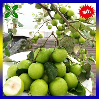 CÂY TÁO THÁI LAN GIỐNG, CÂY TÁO CHIẾT CÀNH