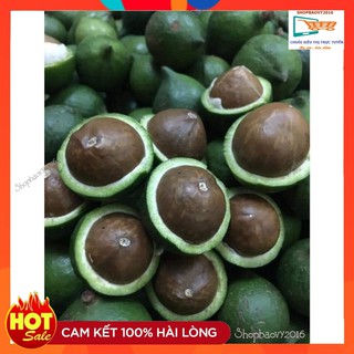 [HÀNG VIP] 500G Hạt Mắc ca Đắk Lắk - Macca ❋SIZE TO❋ Qủa Mac ca
