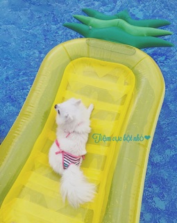 Bikini chó mèo