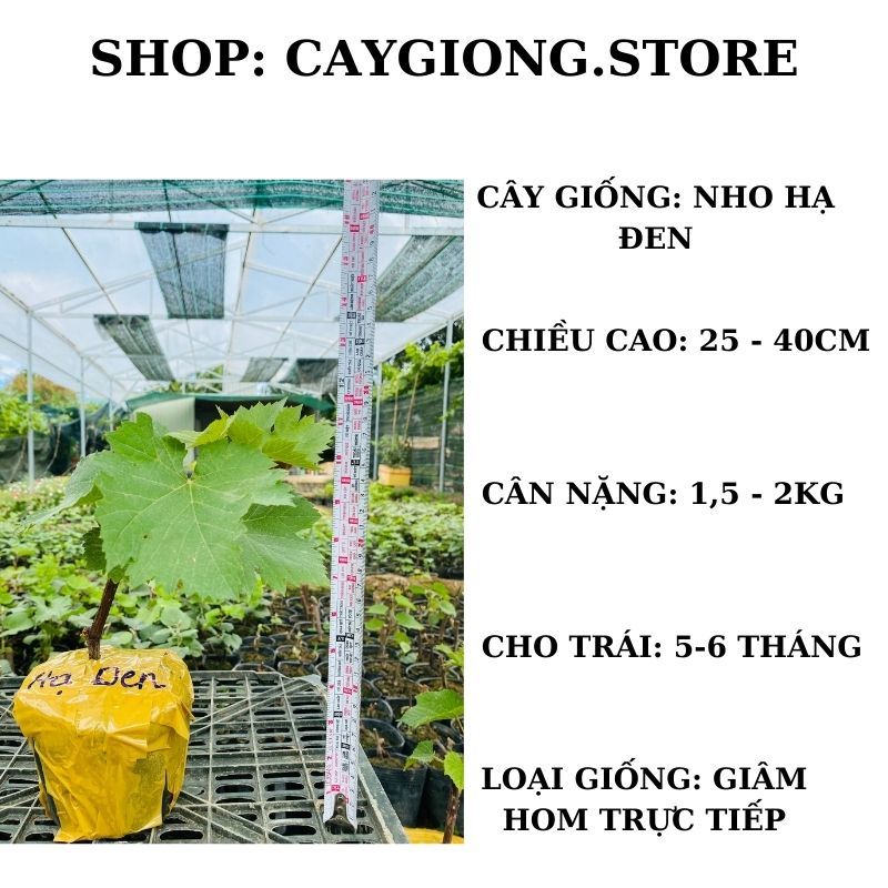 Cây nho giống Hạ Đen không hạt thân dây trồng chậu thùng xốp leo giàn NG06