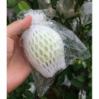 500g túi mút xốp bọc ổi