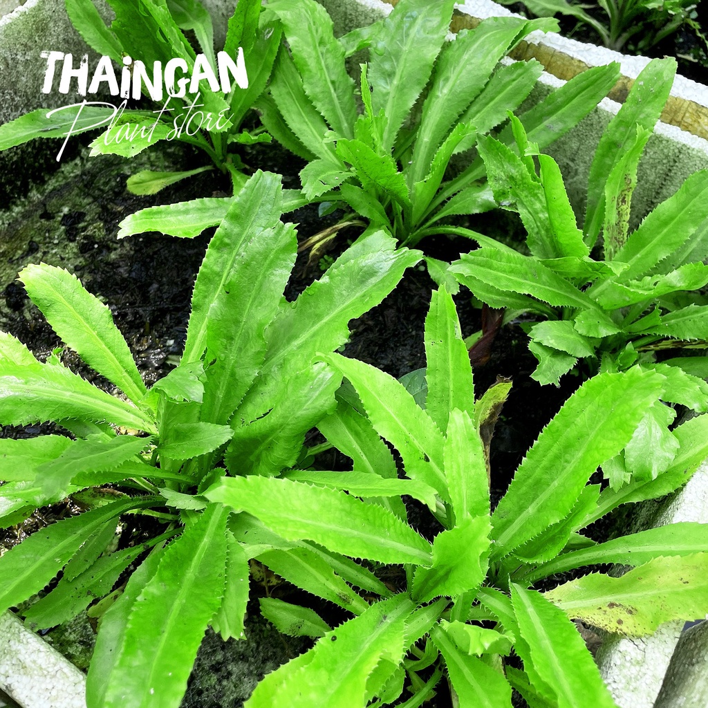 Cây Giống Ngò Gai, Rau Sạch Vườn Trồng - Vườn Ươm Thái Ngân