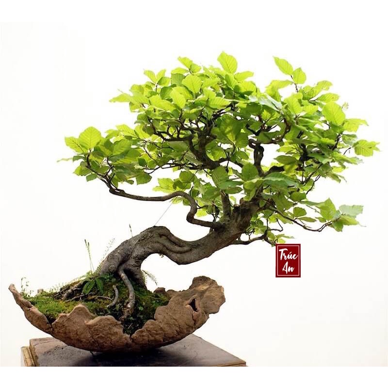 Cây sung ta to khoẻ dễ trồng, hút Tài Lộc, May Mắn, Sung Túc cho gia chủ. Hàng có sẵn ship hoả tốc 30p