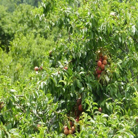 CÂY GIỐNG ĐÀO ĂN MỎ QUẠ SAPA (ĐÀO LÔNG) SIÊU NGỌT,SIÊU QUẢ-DÒNG QUẢ SỚM-CAM KẾT GIỐNG CHUẨN F1